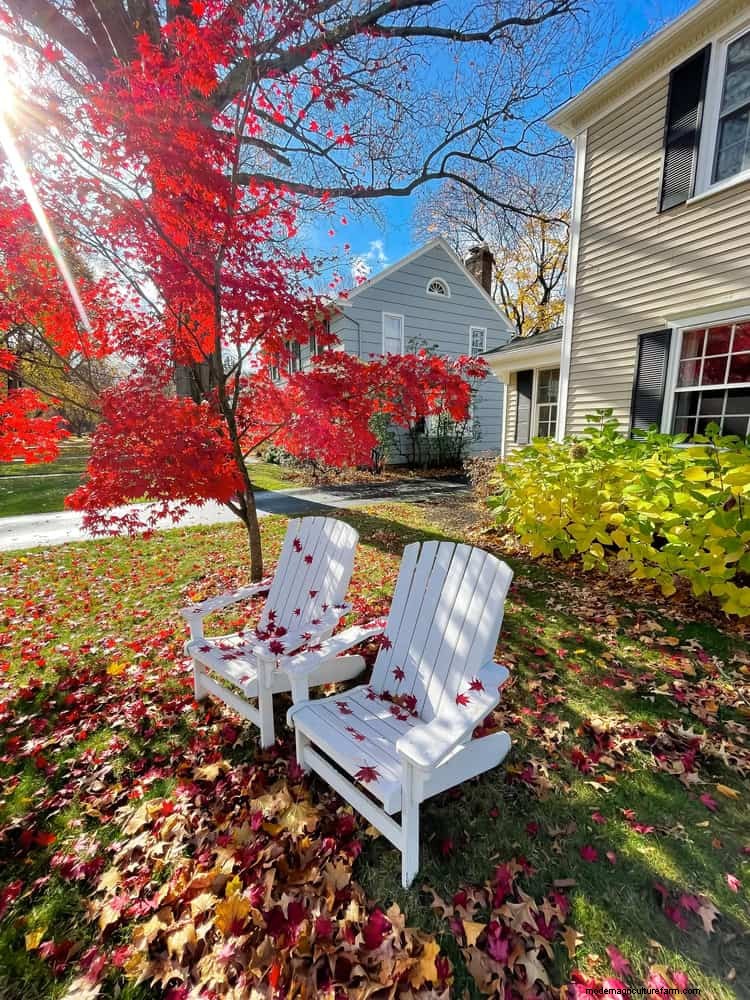 21 stratégies végétales éprouvées pour résoudre les défis courants de votre jardin