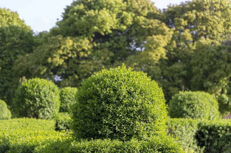 21 stratégies végétales éprouvées pour résoudre les défis courants de votre jardin