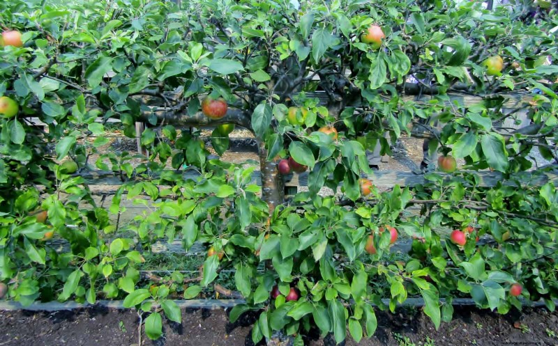 21 stratégies végétales éprouvées pour résoudre les défis courants de votre jardin