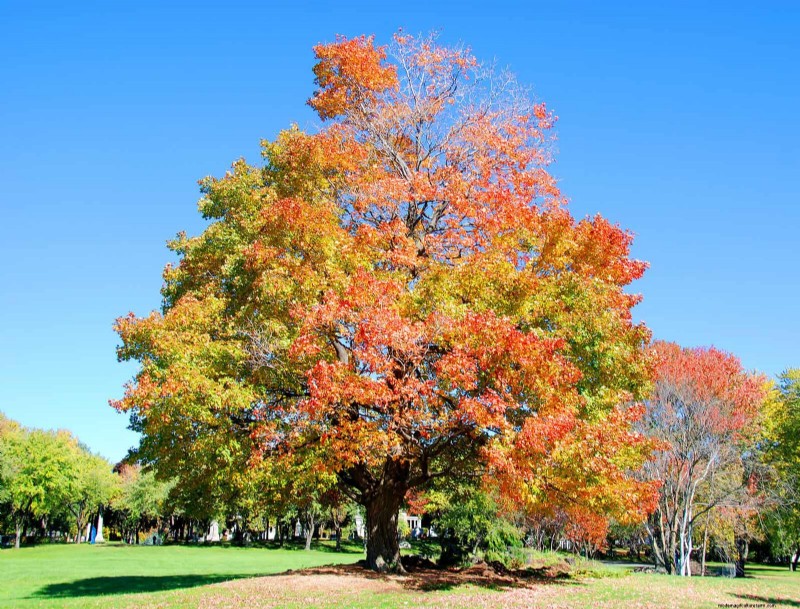 25 arbres d ombre et de fleurs pour rafraîchir et embellir votre jardin 