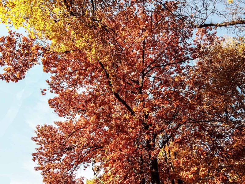 25 arbres d ombre et de fleurs pour rafraîchir et embellir votre jardin 