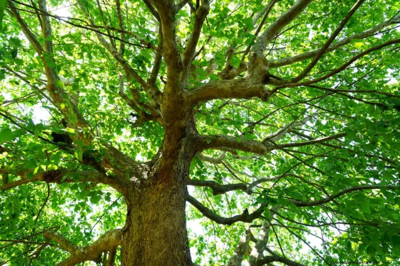 25 arbres d ombre et de fleurs pour rafraîchir et embellir votre jardin 