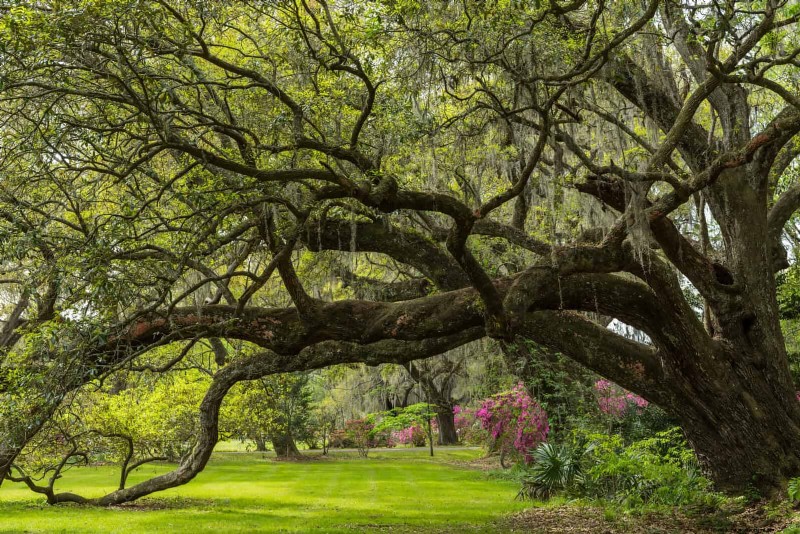 25 arbres d ombre et de fleurs pour rafraîchir et embellir votre jardin 