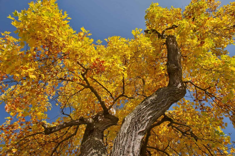 25 arbres d ombre et de fleurs pour rafraîchir et embellir votre jardin 