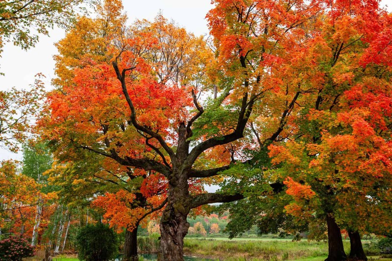 25 arbres d ombre et de fleurs pour rafraîchir et embellir votre jardin 