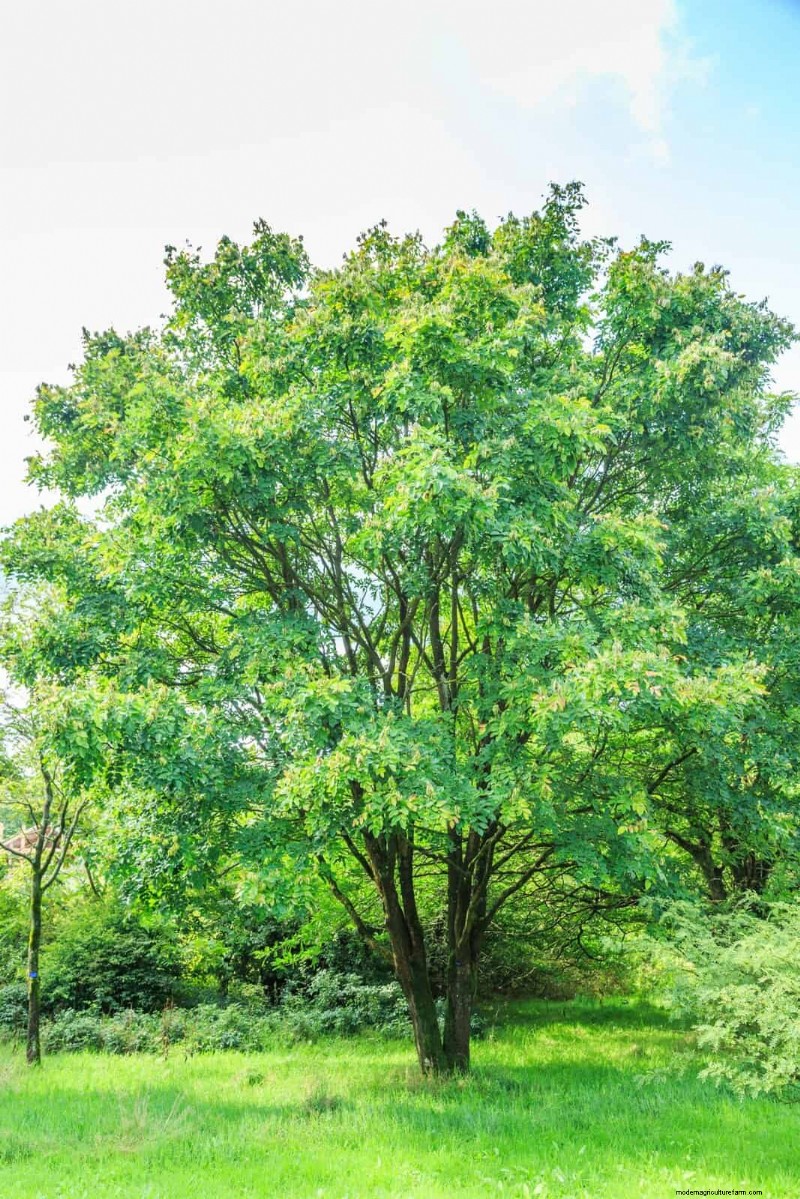 25 arbres d ombre et de fleurs pour rafraîchir et embellir votre jardin 