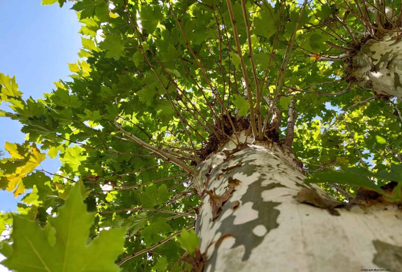 25 arbres d ombre et de fleurs pour rafraîchir et embellir votre jardin 