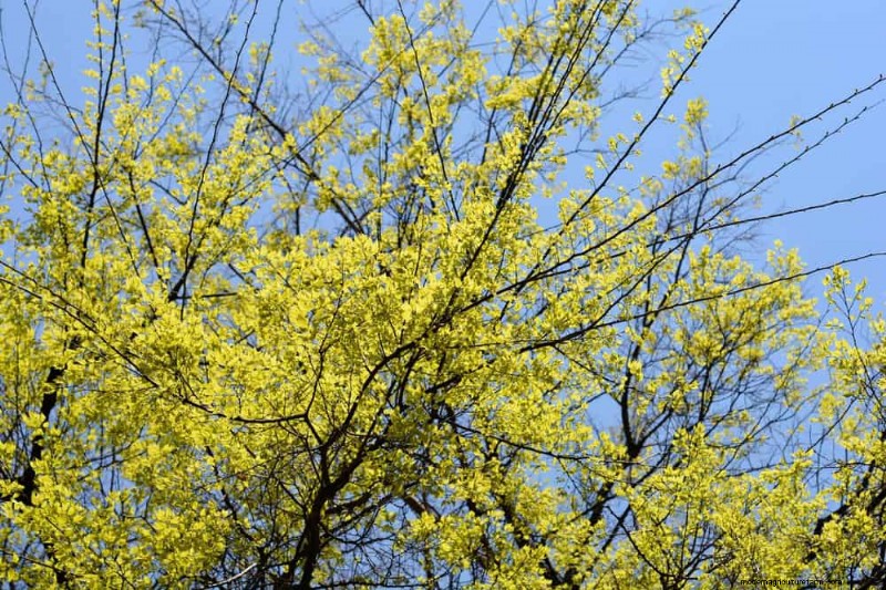 25 arbres d ombre et de fleurs pour rafraîchir et embellir votre jardin 