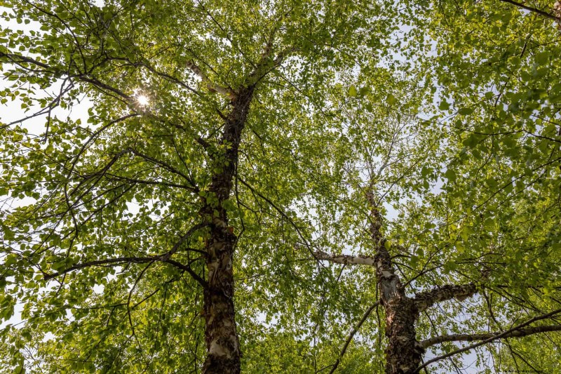 25 arbres d ombre et de fleurs pour rafraîchir et embellir votre jardin 
