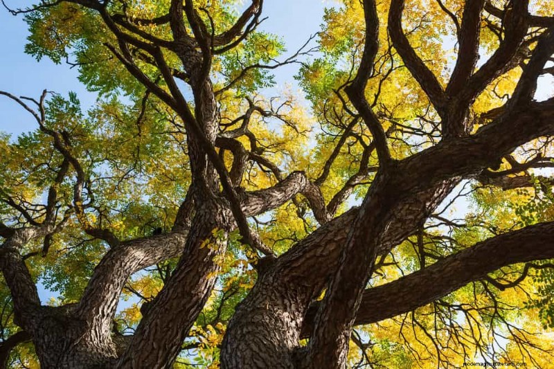 25 arbres d ombre et de fleurs pour rafraîchir et embellir votre jardin 