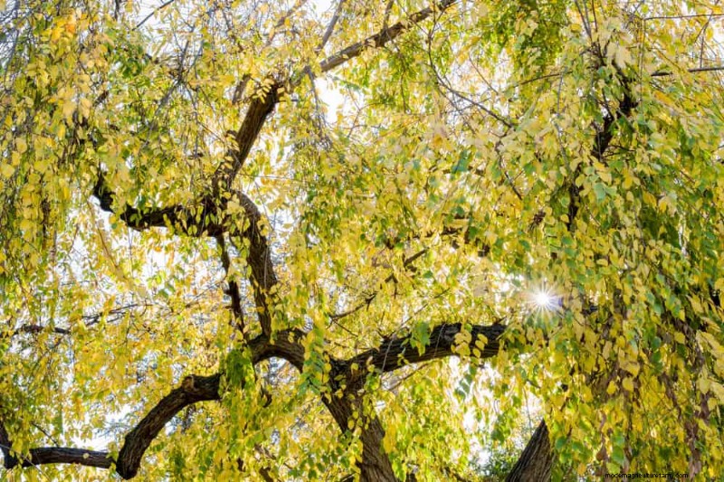 25 arbres d ombre et de fleurs pour rafraîchir et embellir votre jardin 