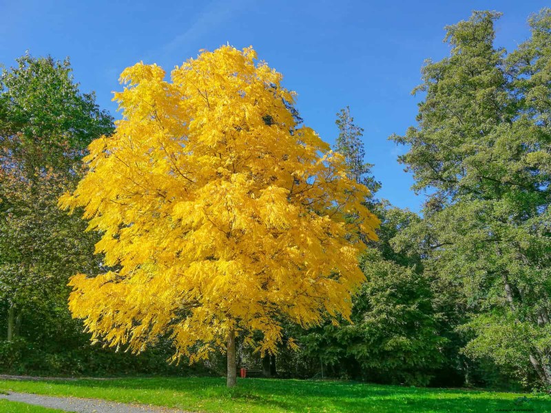 25 arbres d ombre et de fleurs pour rafraîchir et embellir votre jardin 
