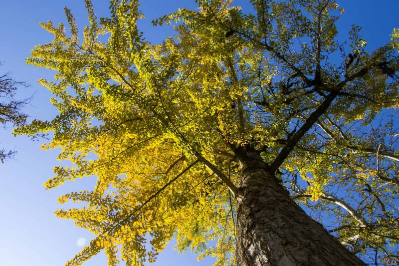 25 arbres d ombre et de fleurs pour rafraîchir et embellir votre jardin 