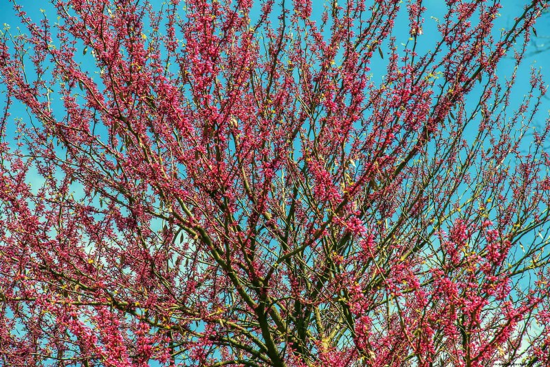 25 arbres d ombre et de fleurs pour rafraîchir et embellir votre jardin 