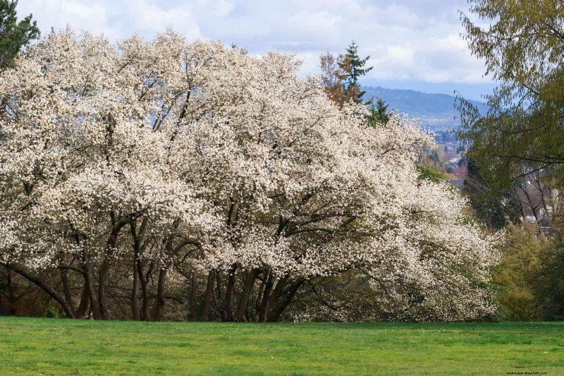 25 arbres d ombre et de fleurs pour rafraîchir et embellir votre jardin 