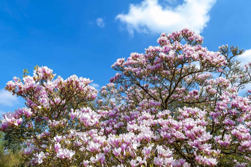 25 arbres d ombre et de fleurs pour rafraîchir et embellir votre jardin 