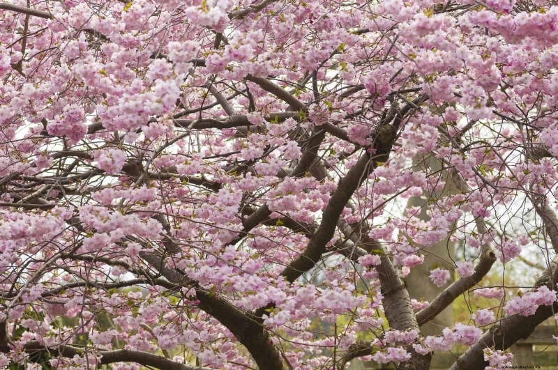 25 arbres d ombre et de fleurs pour rafraîchir et embellir votre jardin 