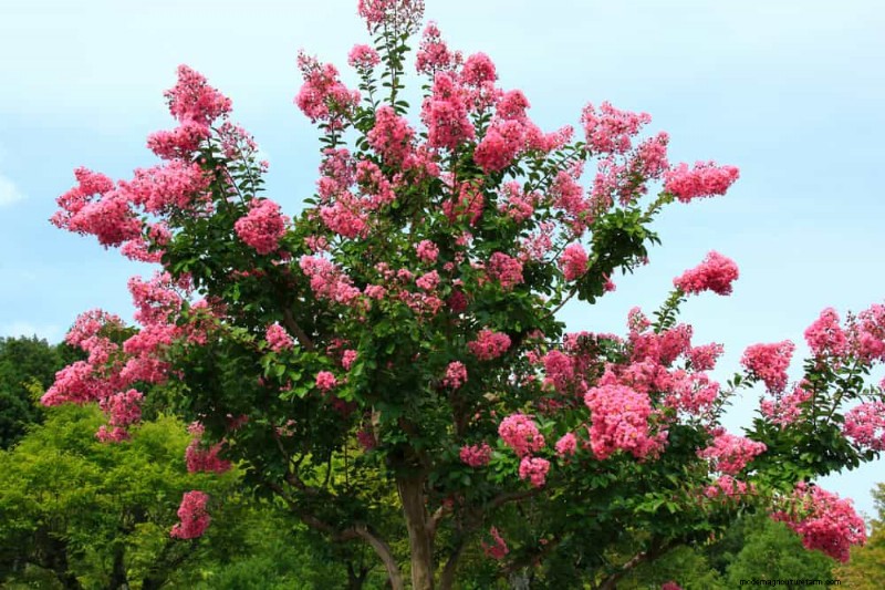 25 arbres d ombre et de fleurs pour rafraîchir et embellir votre jardin 