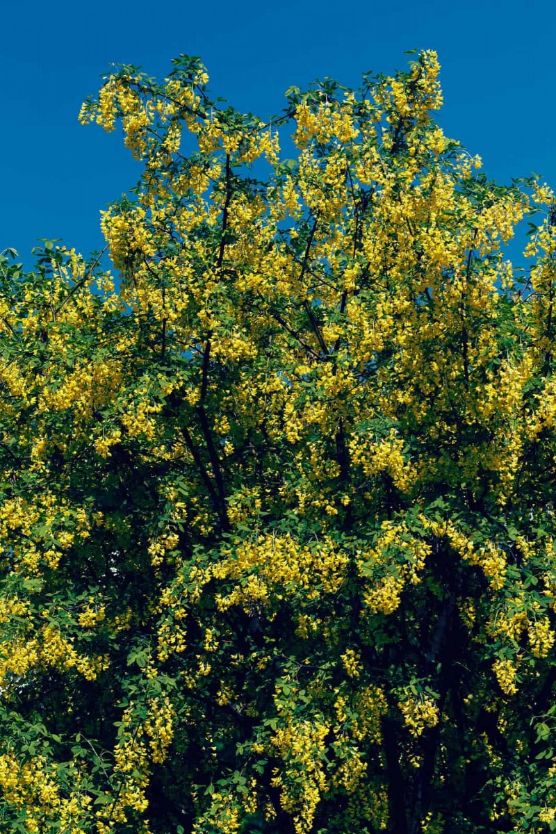 25 arbres d ombre et de fleurs pour rafraîchir et embellir votre jardin 