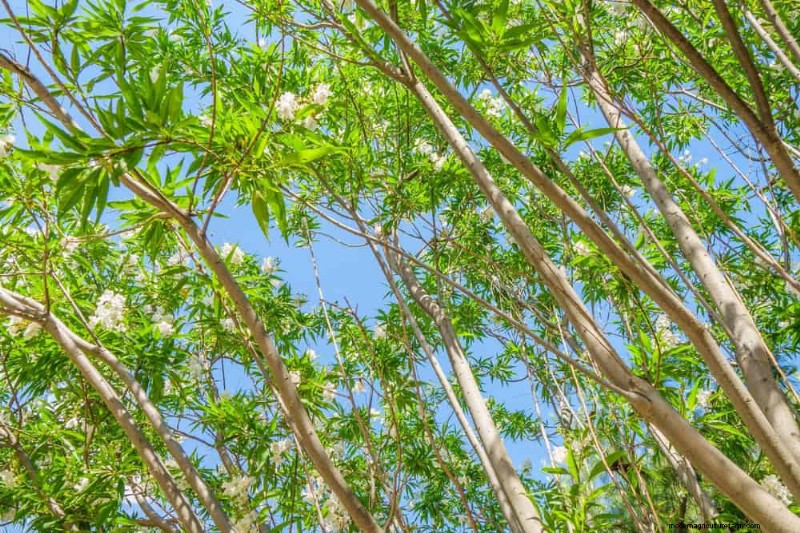 25 arbres d ombre et de fleurs pour rafraîchir et embellir votre jardin 