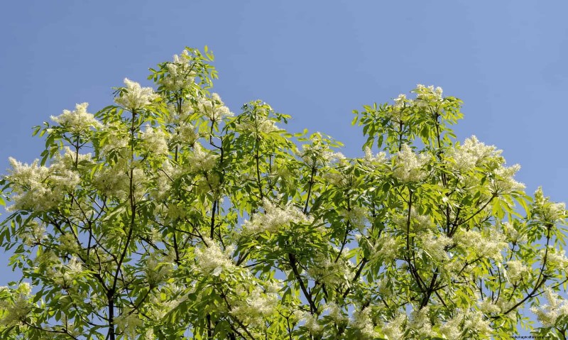 25 arbres d ombre et de fleurs pour rafraîchir et embellir votre jardin 