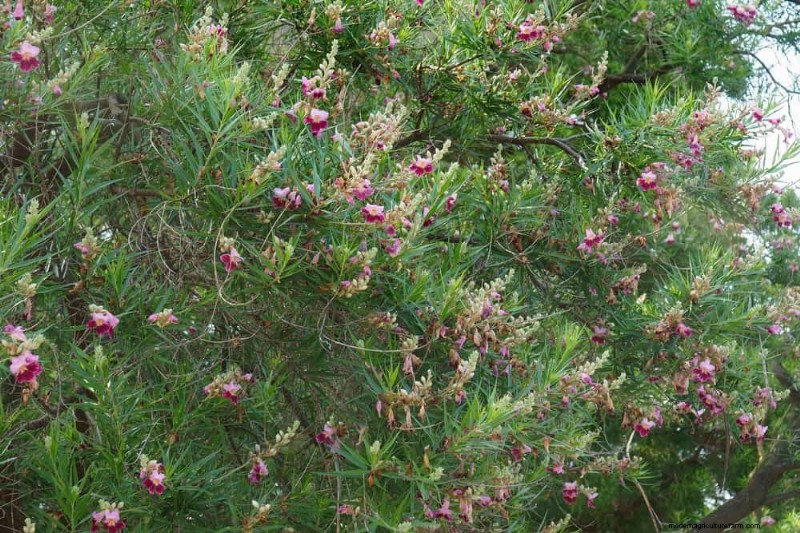25 arbres d ombre et de fleurs pour rafraîchir et embellir votre jardin 