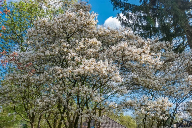 25 arbres d ombre et de fleurs pour rafraîchir et embellir votre jardin 