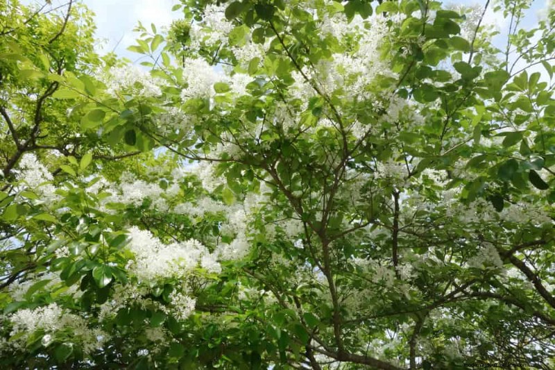 25 arbres d ombre et de fleurs pour rafraîchir et embellir votre jardin 