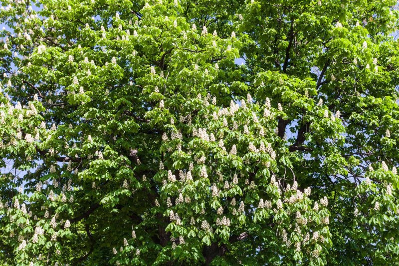 25 arbres d ombre et de fleurs pour rafraîchir et embellir votre jardin 