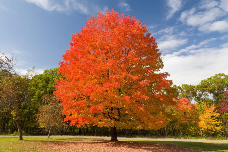 25 arbres d ombre et de fleurs pour rafraîchir et embellir votre jardin 