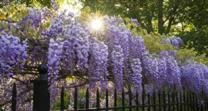 27 klättrande blommor för att förvandla ditt staket till en levande blomstervägg 