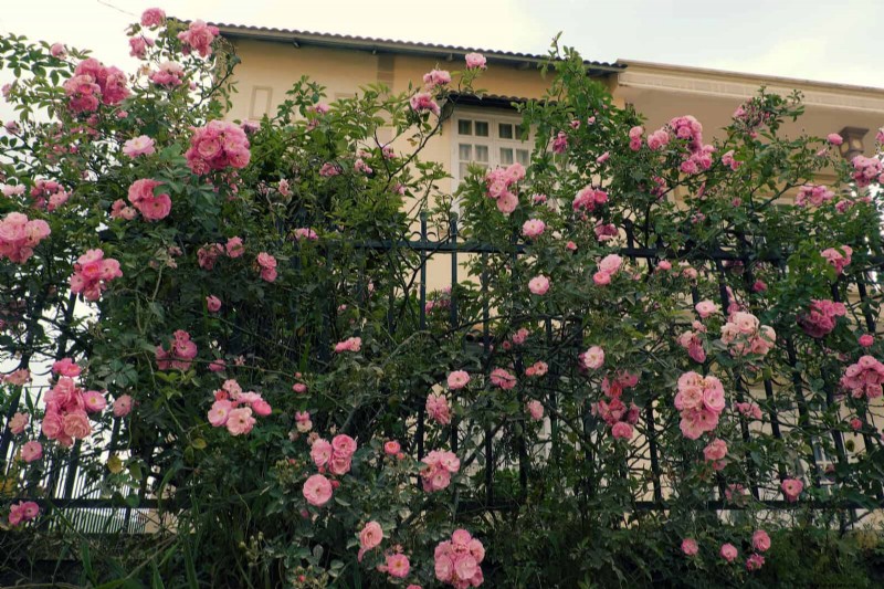27 fleurs grimpantes pour transformer votre clôture en mur de fleurs vivant 