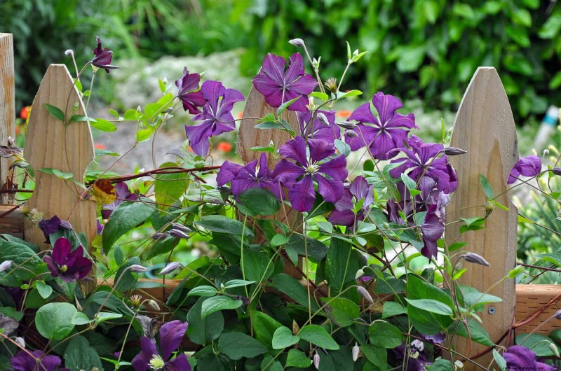 27 fleurs grimpantes pour transformer votre clôture en mur de fleurs vivant 