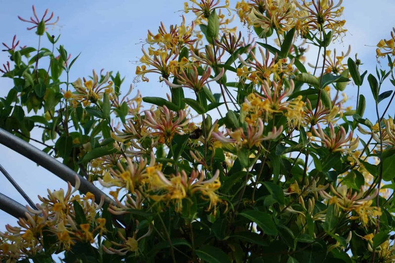27 fleurs grimpantes pour transformer votre clôture en mur de fleurs vivant 