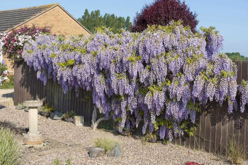 27 fleurs grimpantes pour transformer votre clôture en mur de fleurs vivant 