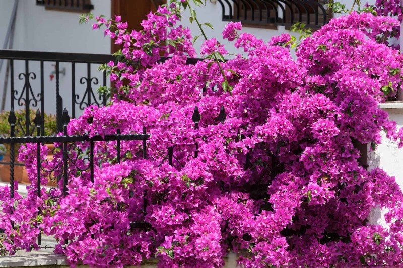 27 fleurs grimpantes pour transformer votre clôture en mur de fleurs vivant 