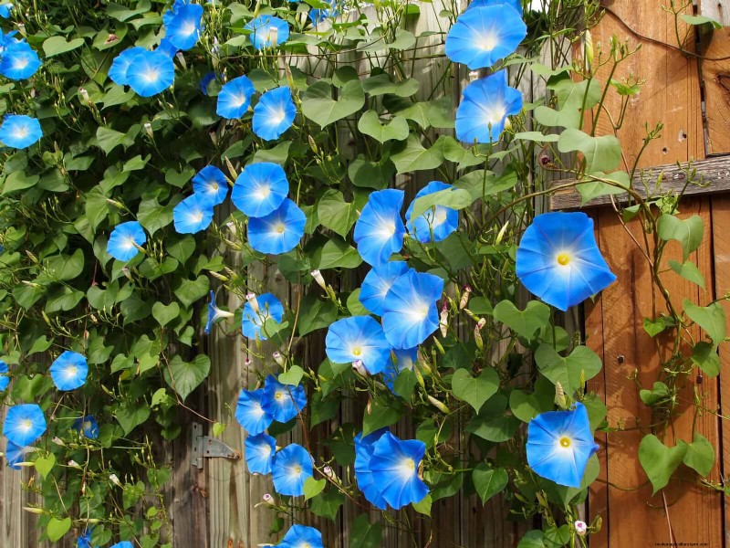 27 fleurs grimpantes pour transformer votre clôture en mur de fleurs vivant 
