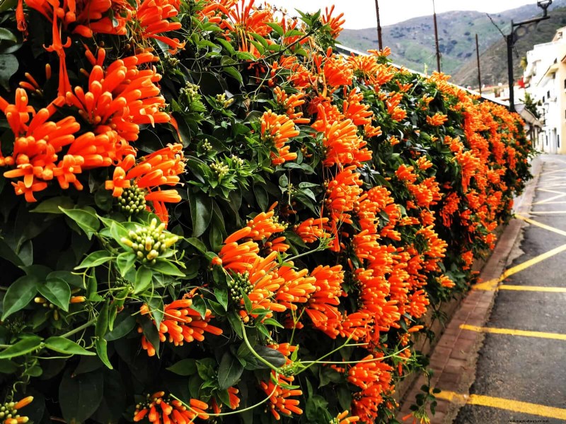 27 fleurs grimpantes pour transformer votre clôture en mur de fleurs vivant 