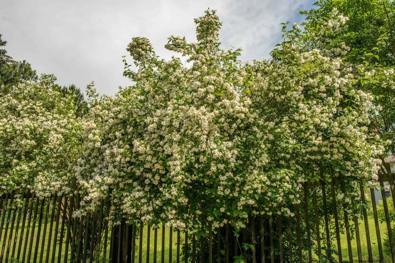 27 fleurs grimpantes pour transformer votre clôture en mur de fleurs vivant 