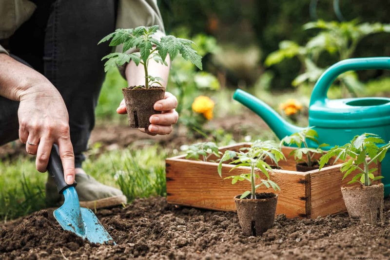 12 mythes de jardinage éprouvés qui pourraient saboter votre récolte 