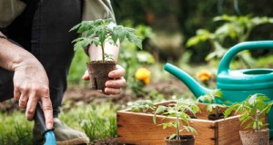 12 Bewezen tuiniermythes die uw oogst kunnen saboteren 