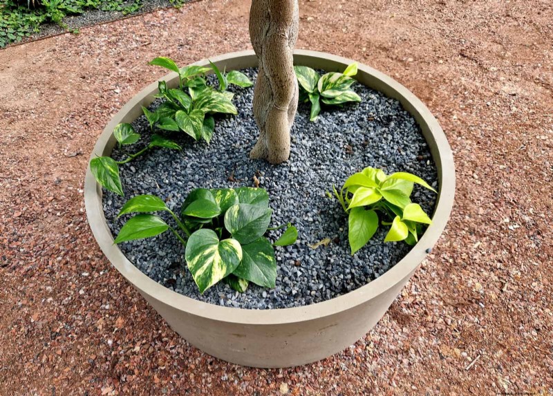 12 mythes de jardinage éprouvés qui pourraient saboter votre récolte 