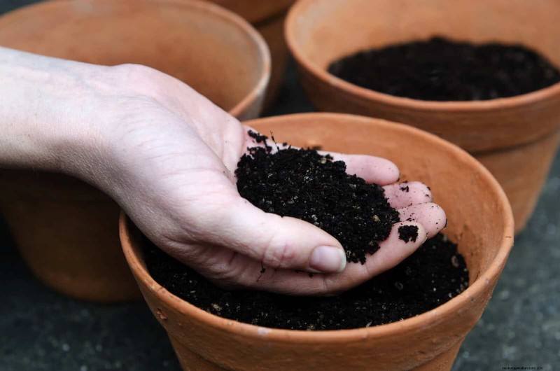 12 mythes de jardinage éprouvés qui pourraient saboter votre récolte 