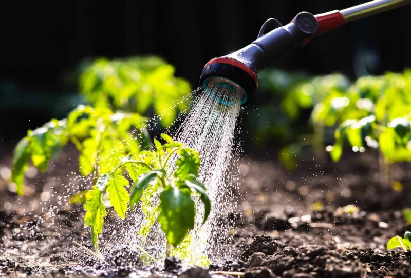 12 mythes de jardinage éprouvés qui pourraient saboter votre récolte 