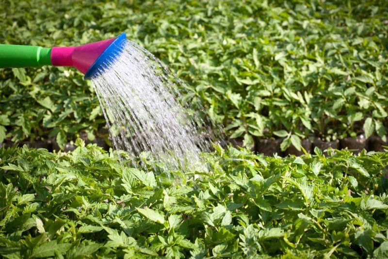 12 mythes de jardinage éprouvés qui pourraient saboter votre récolte 