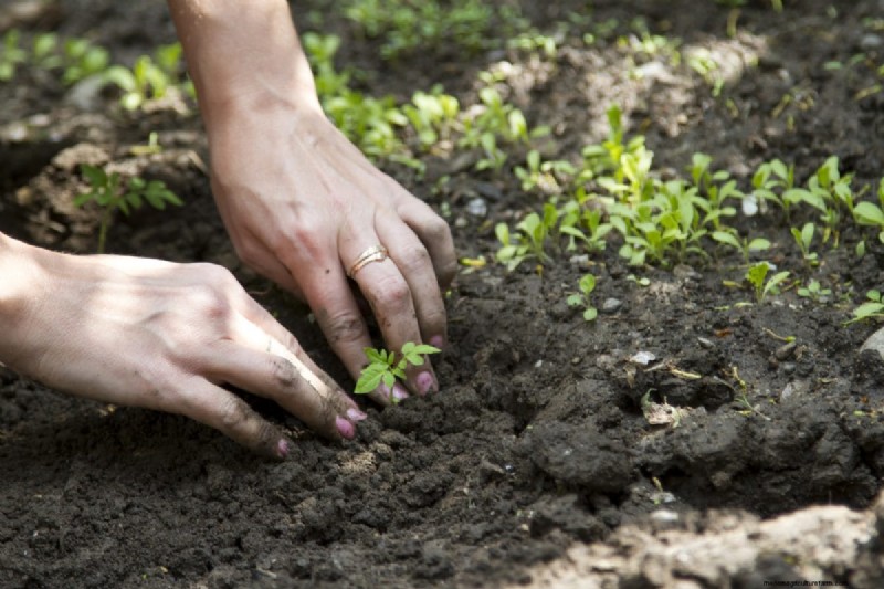 12 mythes de jardinage éprouvés qui pourraient saboter votre récolte 