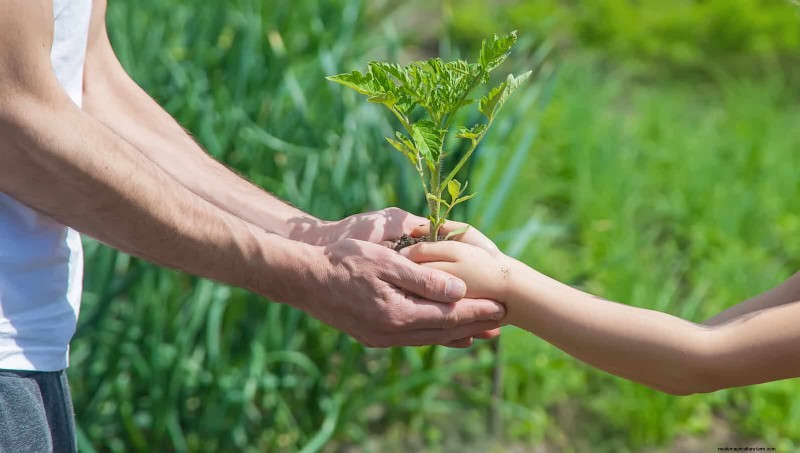 12 mythes de jardinage éprouvés qui pourraient saboter votre récolte 