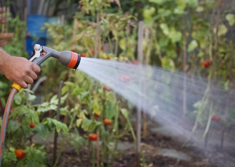12 mythes de jardinage éprouvés qui pourraient saboter votre récolte 