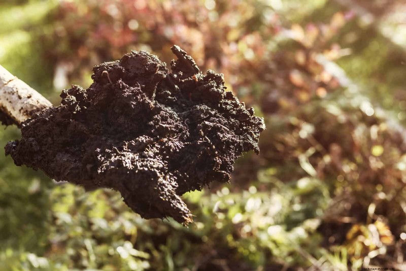 12 mythes de jardinage éprouvés qui pourraient saboter votre récolte 