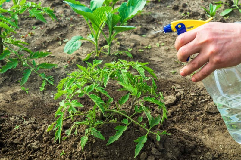 12 mythes de jardinage éprouvés qui pourraient saboter votre récolte 